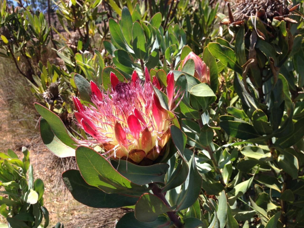 Alba House Guest House Paarl Bagian luar foto